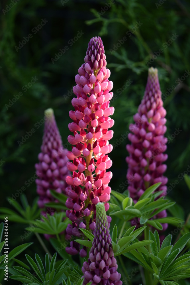 Garden lupin blooming pink and red plants in summer garden, pink flowers on bokeh green background. Garden lupin blooming pink and red plants in summer garden, pink flowers on bokeh green background.