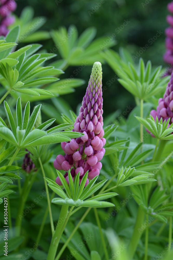 Garden lupin buds, pink and violet plants in summer garden, pink flowers on green leaves background. Garden lupin buds, pink and violet plants in summer garden, pink flowers on green leaves background.
