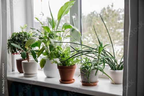 Lot of houseplants growing on window sill. From left: Ardisia crenata, Euphorbia leuconeura, Spathiphyllum, Asplenium nidus, Aloe vera, Dracaena angolensis.