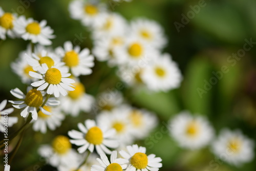 Chamomile wild flowers  closeup and bokeh flowers.