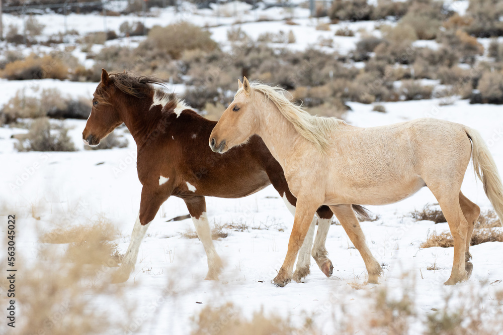 wild horses