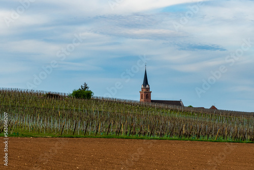 Le terroir viticole d’Alsace, Bergheim, le clocher de l’église domine le vignoble, Alsace, Vosges alsacienne, Grand Est, France.
