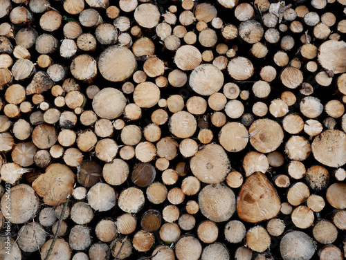 Holzstapel im Harz  Baumsterben  Borkenk  fer  F  llung  Trockenheit