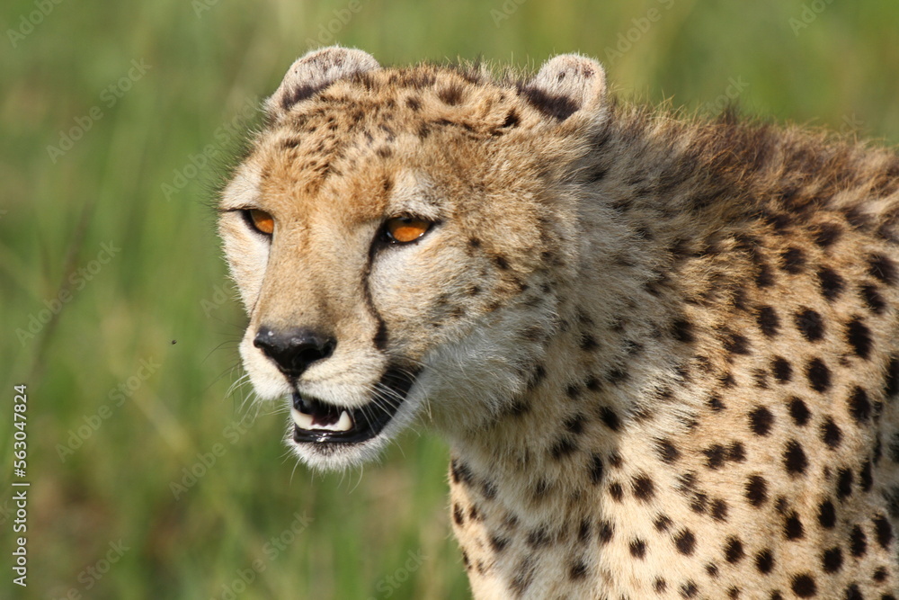 Cheetah female closeup with moutn open, lookingro the right Cheetah female closeup with moutn open, lookingro the right