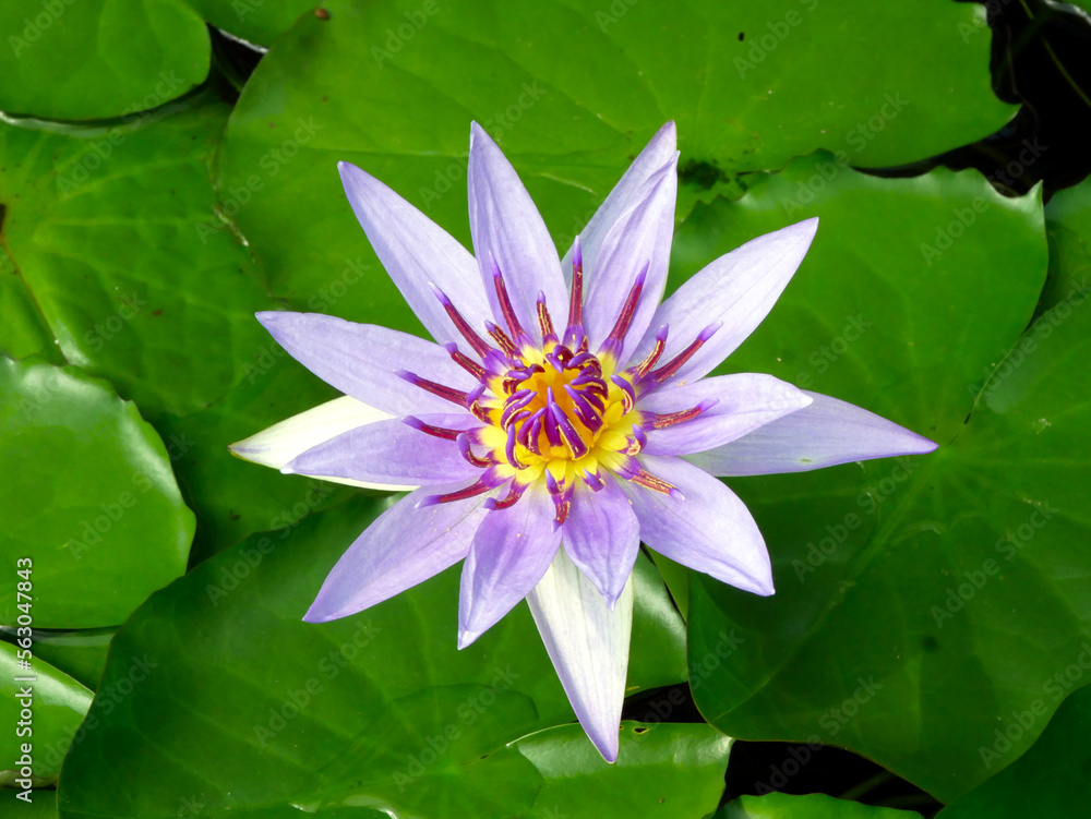Blaue Nil-Seerose, Bunte Seerose, Nymphaea colorata Blaue Nil-Seerose, Bunte Seerose, Nymphaea colorata