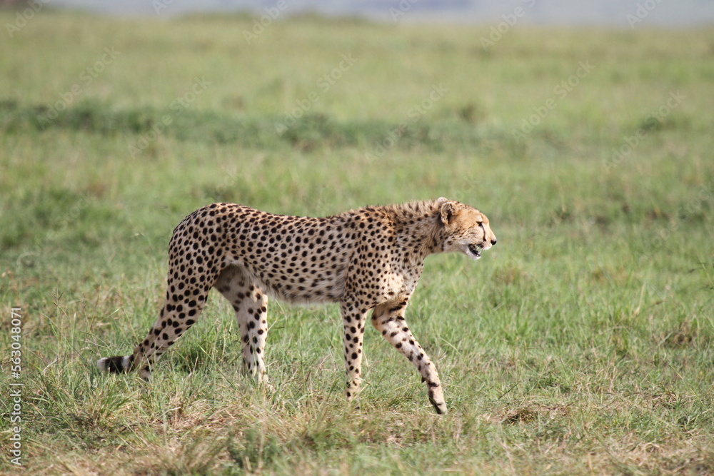 Fototapeta premium Cheetah walking through high greeb grass looking into camera