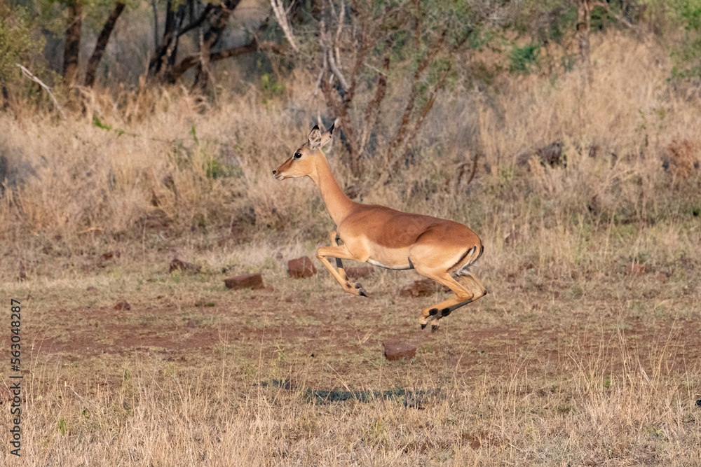 Impala jumping with all four feet off the ground Impala jumping with all four feet off the ground