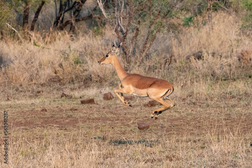 Impala jumping with all four feet off the ground