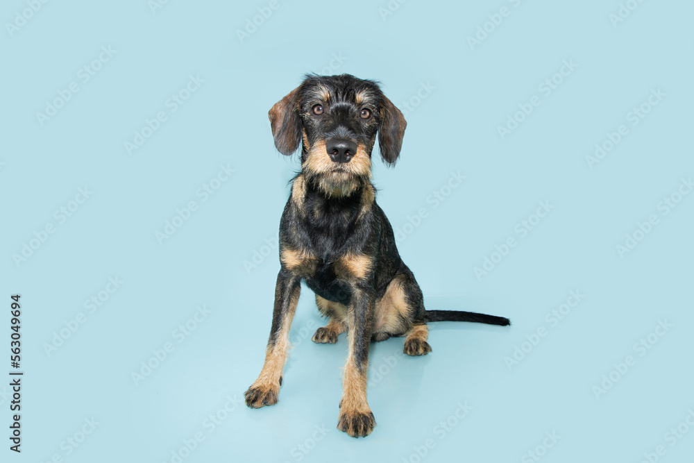 Portrait mixed-breed dachshund dog puppy sitting and looking at camera. Isolated on blue pastel background. Obedience concept
