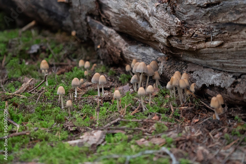 Mushrooms by a fallen tree 