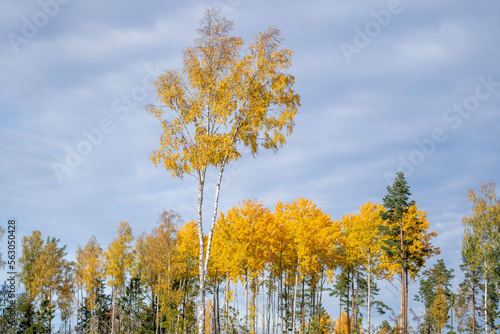 Autumn birch trees