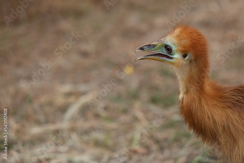 cassowary chick. The amazing Cassowary from Indonesia photo