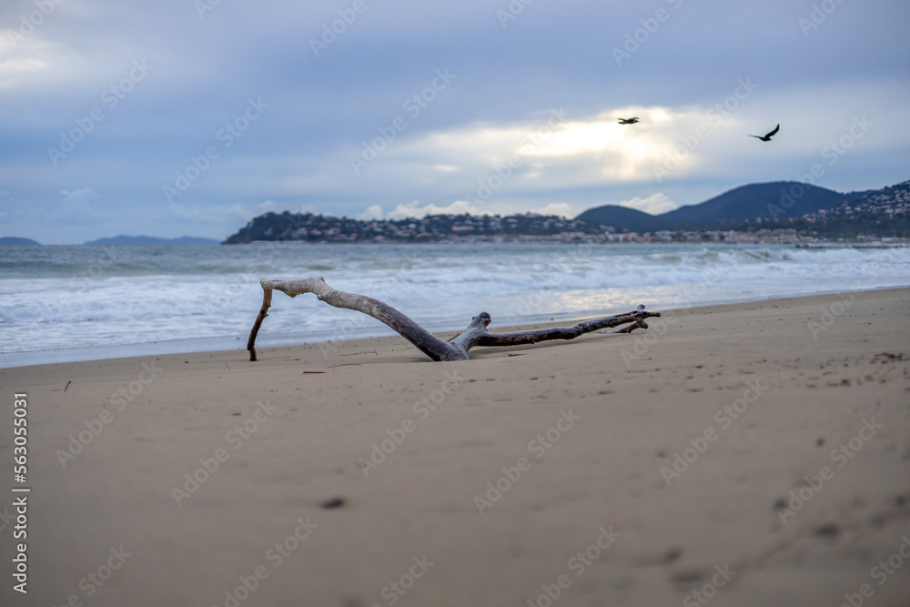 Driftwood on beach, Cavalier sur mer in winter, France