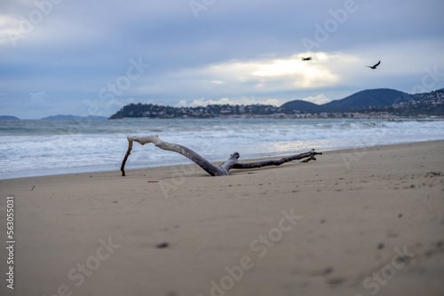 Driftwood on beach  Cavalier sur mer in winter  France