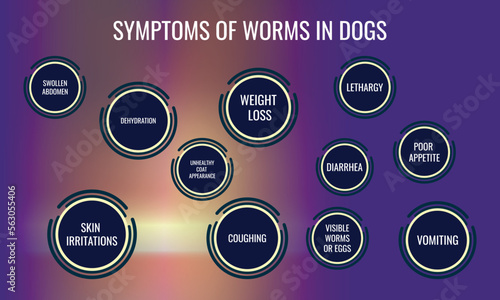 Symptoms of worms in Dogs.  Vector illustration for medical journal or brochure. 