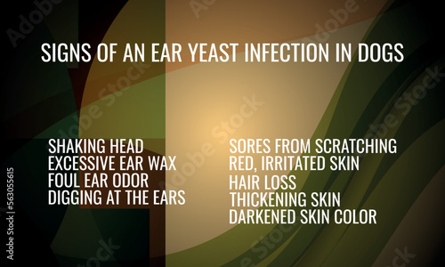 Signs of an Ear Yeast Infection in Dogs. Vector illustration for medical journal or brochure.