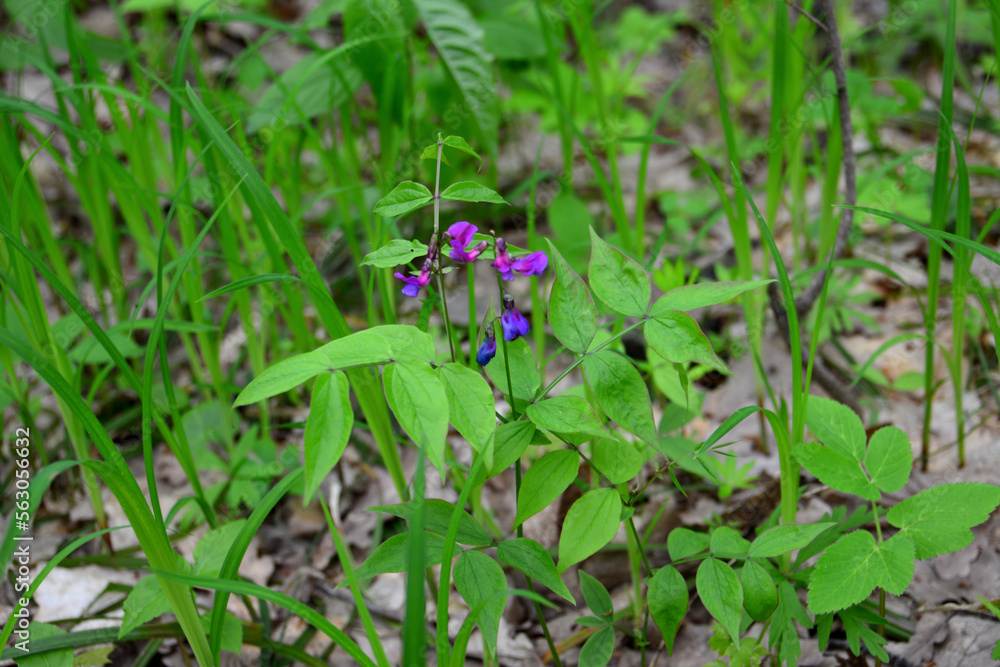 purple flower with green leaves isolated on the lawn in the forest, macro purple flower with green leaves isolated on the lawn in the forest, macro