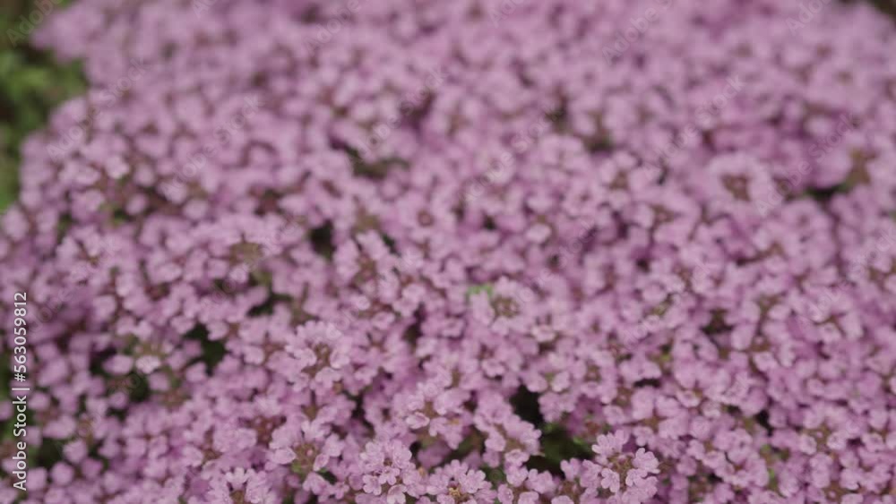 Slow motion thyme flowers blossom closeup Slow motion thyme flowers blossom closeup