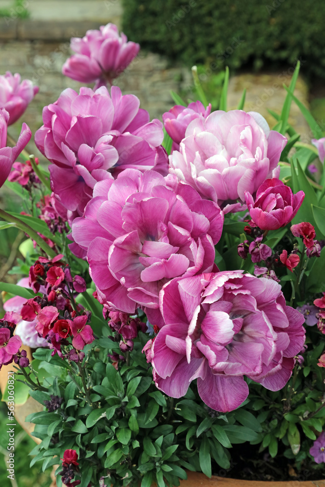 Closeup of overblown Pink Tulips in late Spring, Derbyshire England
Closeup of overblown Pink Tulips in late Spring, Derbyshire England