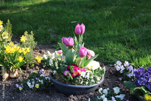 Blumen schmücken eine Grab im Frühling mit Einpflanzung und Grabbepflanzung