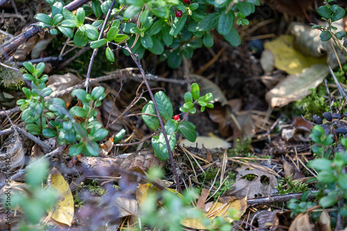 Wild lingonberry plant
