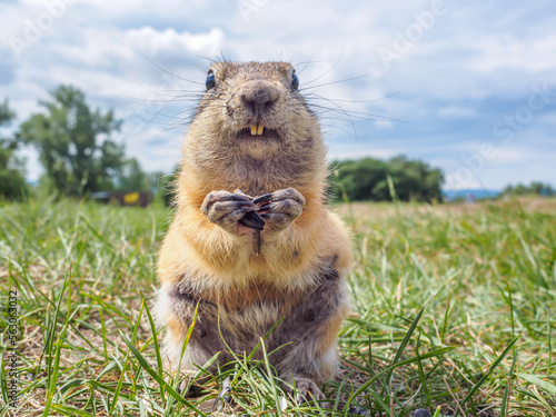 A gopher is looking at the camera and smiling in a grassy meadow. Selective focus. Close-up photo