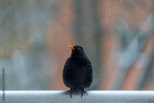 Blackbird