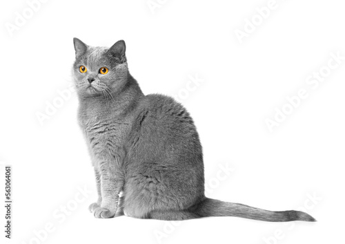 Fat British shorthair cat sitting in front white background