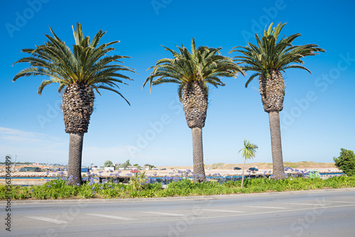 three palm trees at the roadside, Lagos Portugal