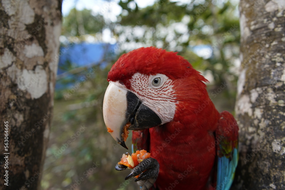 The red-and-green macaw (Ara chloropterus), also known as the green-winged macaw, a large, mostly-red macaw of the genus Ara. Balbina, Amazonas – Brazil. The red-and-green macaw (Ara chloropterus), also known as the green-winged macaw, a large, mostly-red macaw of the genus Ara. Balbina, Amazonas – Brazil.