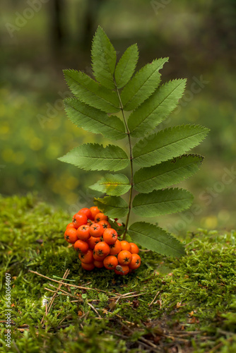 Bunch of rowan and rowan leaf in the forest.