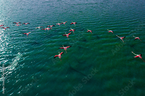 Beautiful flamingos fly over the lake. Drone shot top view.