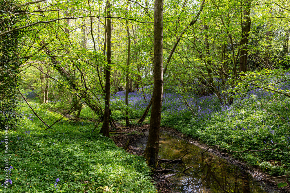 A stream running through a bluebell wood in Sussex, on a sunny spring day A stream running through a bluebell wood in Sussex, on a sunny spring day