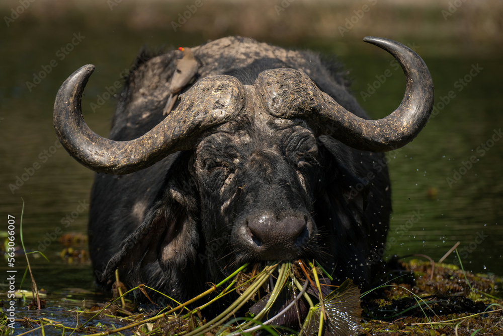 Fototapeta premium Cape buffalo stands in river swallowing grass