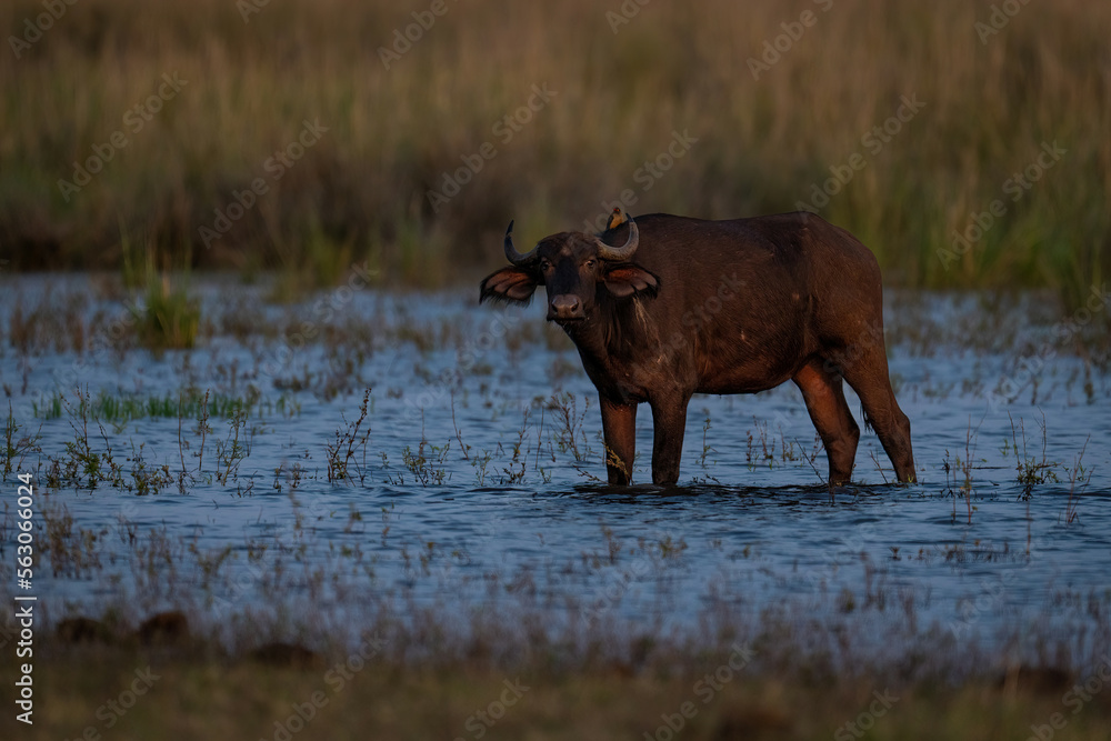 Cape buffalo stands in shallows with oxpecker Cape buffalo stands in shallows with oxpecker
