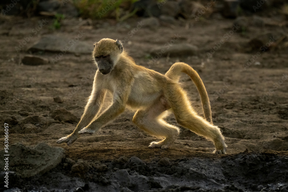 Chacma baboon runs past mud lifting paws
