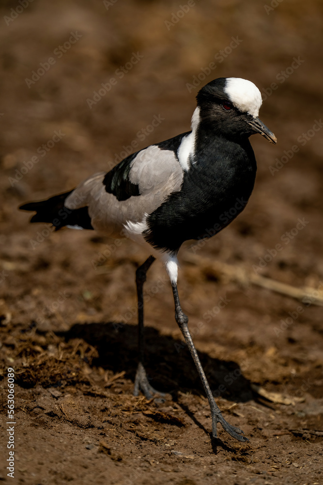 Fototapeta premium Blacksmith lapwing walks in sunshine lifting foot