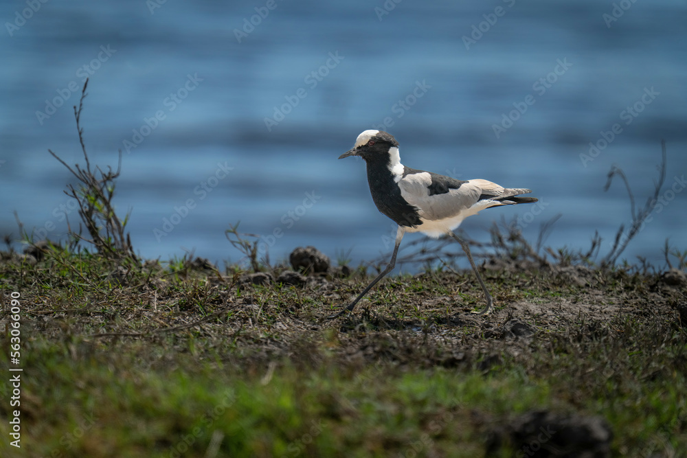 Blacksmith lapwing walks down riverbank in sunshine Blacksmith lapwing walks down riverbank in sunshine