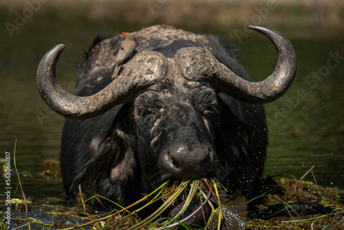 Cape buffalo stands in river swallowing grass