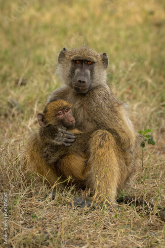 Chacma baboon and infant sit watching camera