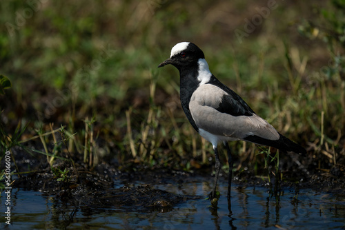 Blacksmith lapwing stands in river watching camera