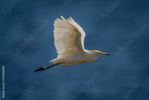 Cattle egret flies over water in sunshine photo
