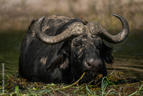 Cape buffalo stands in river eating grass