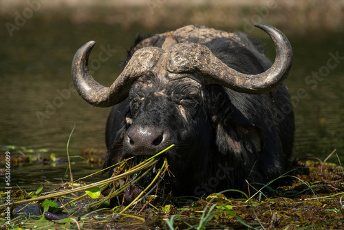 Cape buffalo stands in river pulling grass