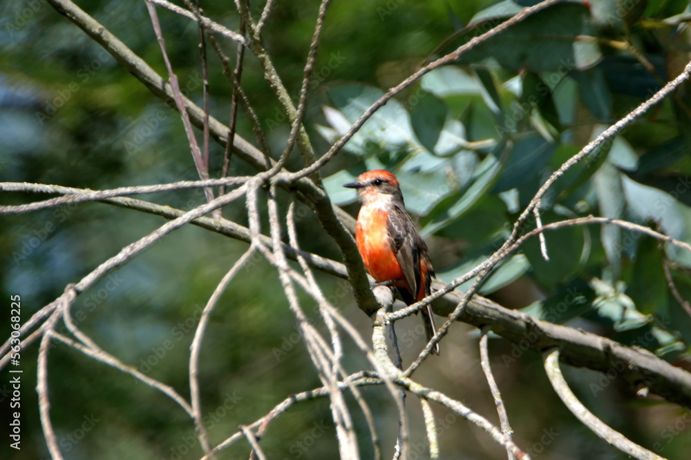 Juvenile vermilion flycatcher (Pyrocephalus rubinus) perched in a tree in Cotacachi, Ecuador Juvenile vermilion flycatcher (Pyrocephalus rubinus) perched in a tree in Cotacachi, Ecuador
