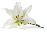 Single pure white lily head with copy space transparent png file 