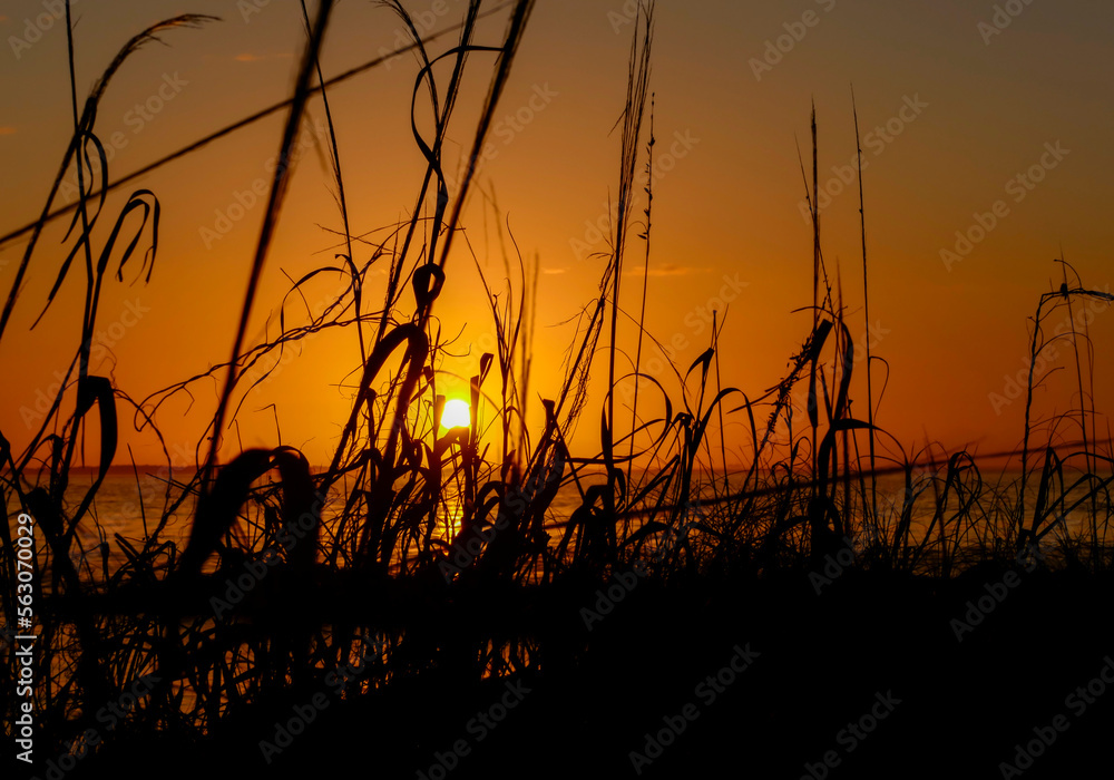 Sunrise Behind Tall Grass Sunrise Behind Tall Grass