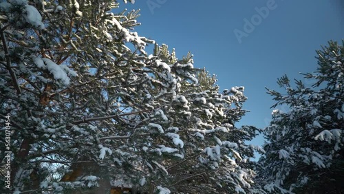 Camera flying around the snowy tree 