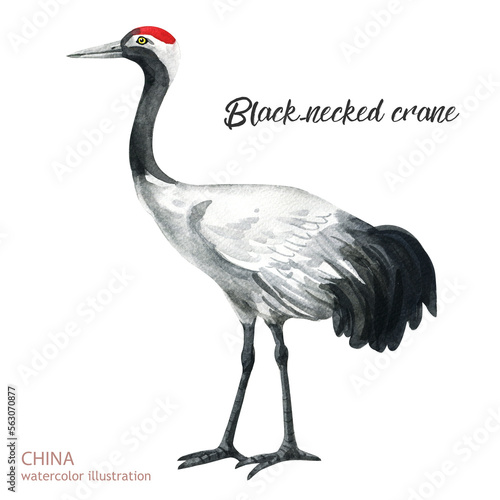 Watercolor black-necked crane illustration. Watercolor cute animal. Hand painting postcard isolated white background. Watercolor hand drawn illustration.