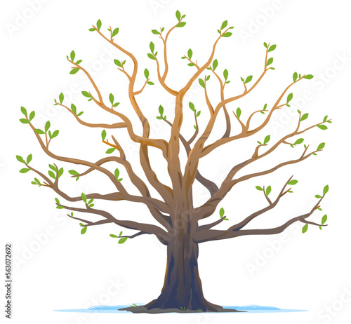 One wide massive old oak tree in springtime with young leaves isolated illustration, majestic oak without foliage with a rough trunk and big crown in spring